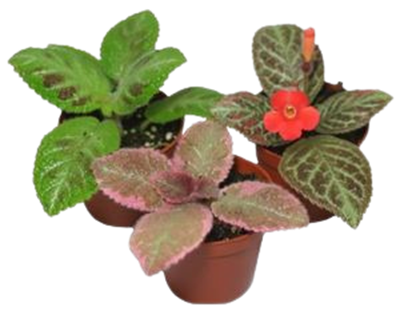 Episcia Assortment